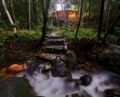 Daintree Cascades Cottages ホテルの詳細