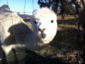 Starline Alpacas Farmstay Resort ホテルの詳細