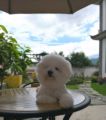Garden homestay at the foot of Mount Cang ホテルの詳細