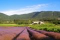 Cottage in a castle between vineyards and lavender ホテルの詳細