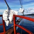 Private Charter Dive Boat komodo raja ampat ambon ホテルの詳細