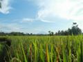 Samkhya Villa Ubud ホテルの詳細